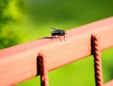 Ένα απίστευτο κόλπο για να εξαφανίσετε τις μύγες για όλο το καλοκαίρι